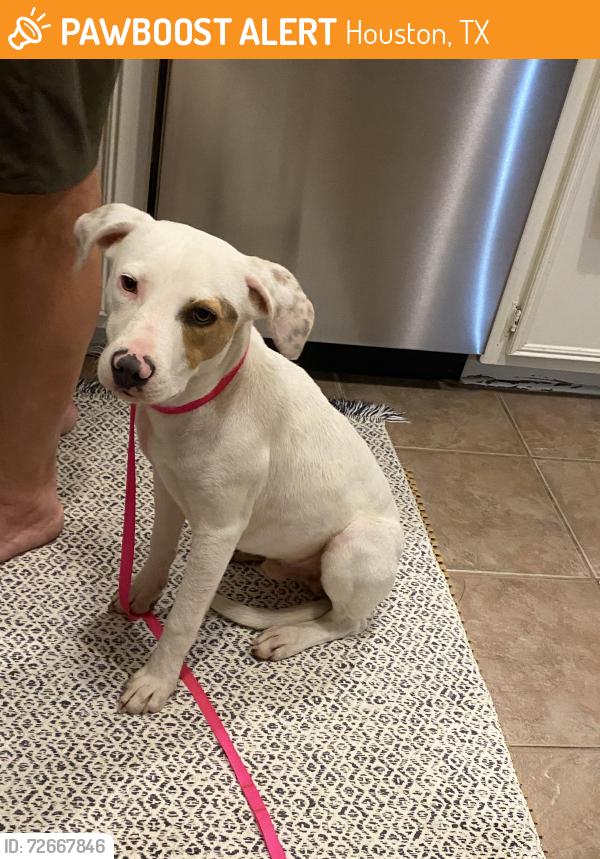 Found/Stray Male Dog last seen Langfield Rd. - Cole Creek Park, Houston, TX 77092