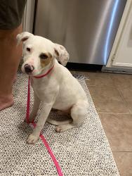 Found/Stray Male Dog last seen Langfield Rd. - Cole Creek Park, Houston, TX 77092