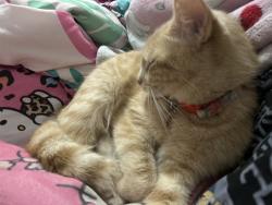 Lost Female Cat last seen Deering ave, Letitia ave , Baltimore, MD 21230