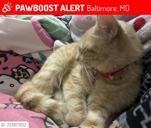 Lost Female Cat last seen Deering ave, Letitia ave , Baltimore, MD 21230