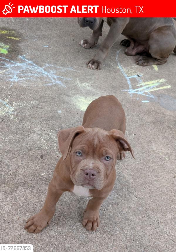 Lost Male Dog last seen Eaglewoox, Houston, TX 77083