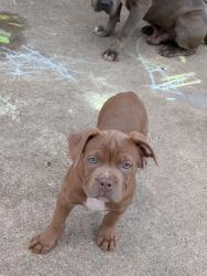 Lost Male Dog last seen Eaglewoox, Houston, TX 77083