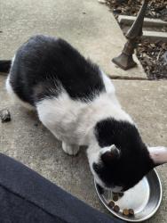 Found/Stray Unknown Cat last seen Front door, Lewisville, TX 75067