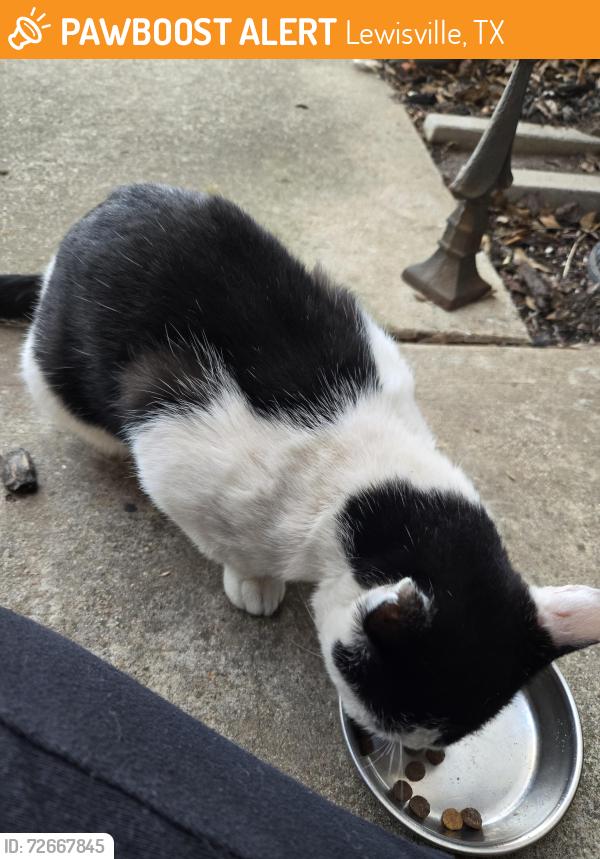 Found/Stray Unknown Cat last seen Front door, Lewisville, TX 75067