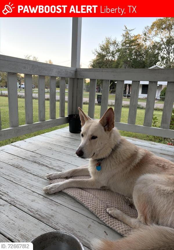 Lost Male Dog last seen Near county rd , Liberty, TX 77575