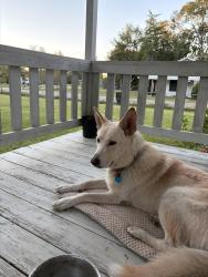 Lost Male Dog last seen Near county rd , Liberty, TX 77575