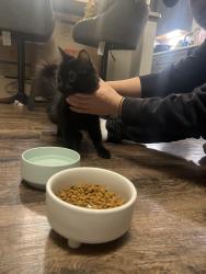 Found/Stray Female Cat last seen Westland and Ebenezer, Crescent Ebenezer apartments, Knoxville, TN 37923