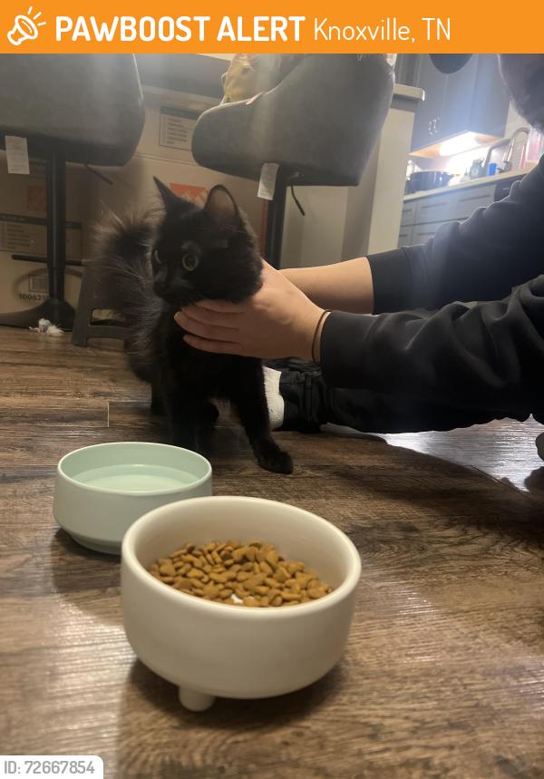 Found/Stray Female Cat last seen Westland and Ebenezer, Crescent Ebenezer apartments, Knoxville, TN 37923