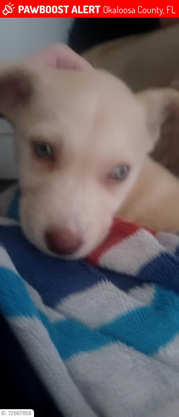 Lost Female Dog last seen Yosemite Road, Okaloosa County, FL 32531