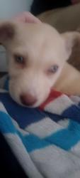 Lost Female Dog last seen Yosemite Road, Okaloosa County, FL 32531