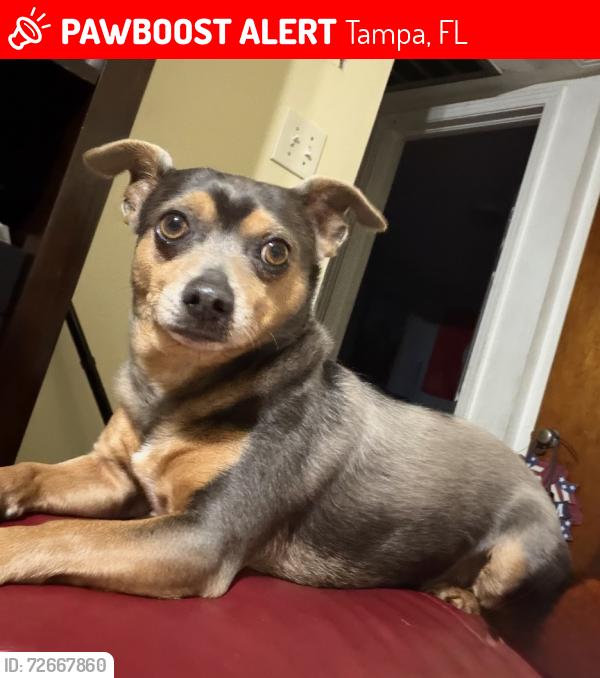 Lost Male Dog last seen N Habana Ave W Wilder Ave Rohn Ave N Armenia Ave, Tampa, FL 33614