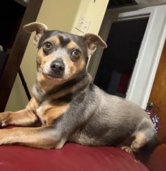 Lost Male Dog last seen N Habana Ave W Wilder Ave Rohn Ave N Armenia Ave, Tampa, FL 33614
