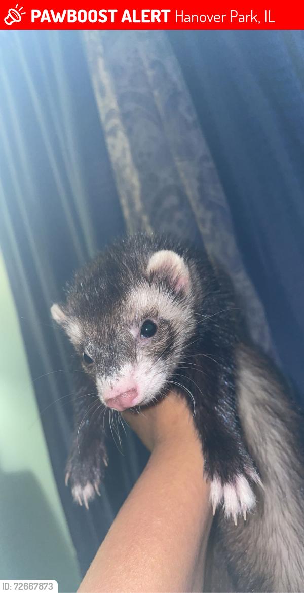 Lost Female Ferret last seen Meadowbrook Ln, Hanover Park, IL 60133