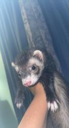 Lost Female Ferret last seen Meadowbrook Ln, Hanover Park, IL 60133
