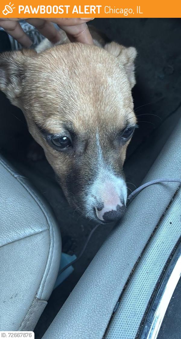 Found/Stray Unknown Dog last seen Michigan, Chicago, IL 60605