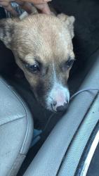 Found/Stray Unknown Dog last seen Michigan, Chicago, IL 60605