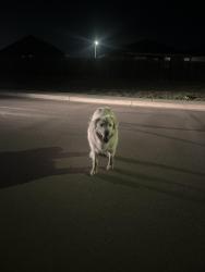 Found/Stray Unknown Dog last seen Candra Lark, New Braunfels, TX 78130