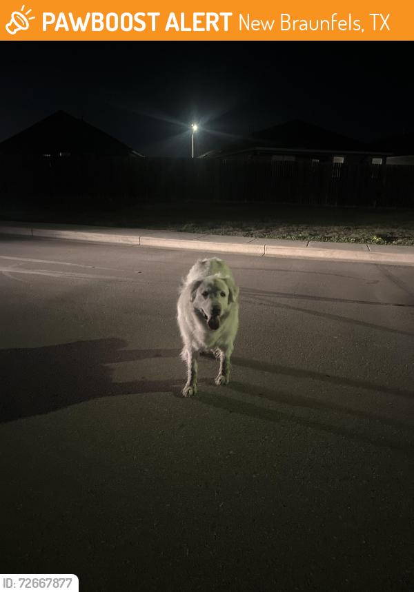 Found/Stray Unknown Dog last seen Candra Lark, New Braunfels, TX 78130
