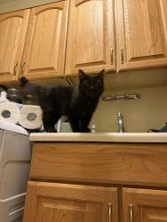 Found/Stray Unknown Cat last seen Near w desert zinnia dr , Tucson, AZ 85743