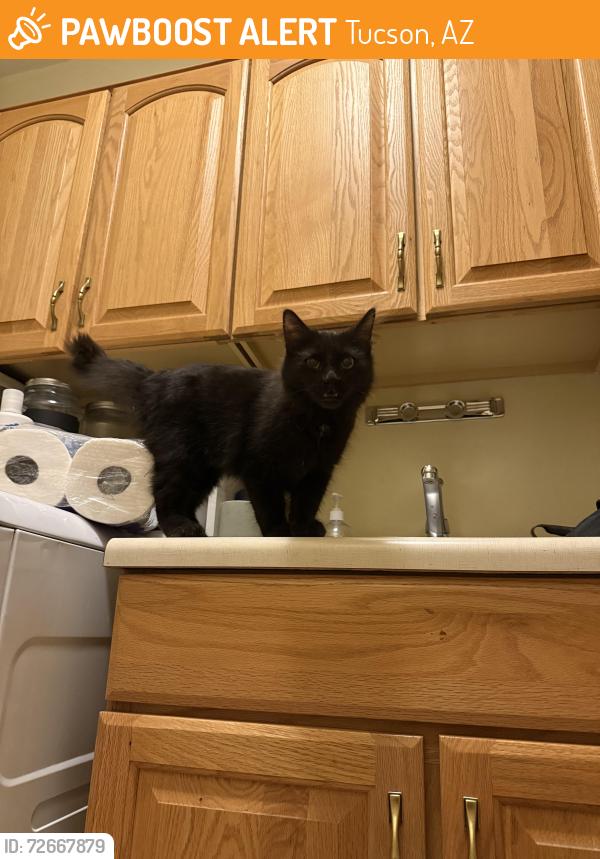 Found/Stray Unknown Cat last seen Near w desert zinnia dr , Tucson, AZ 85743