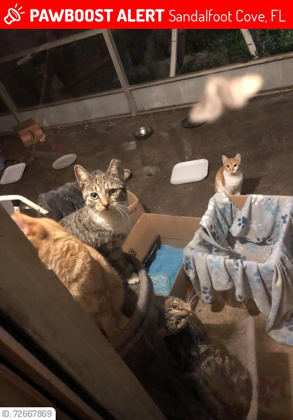 Lost Female Cat last seen Sw 3rd street , Sandalfoot Cove, FL 33428