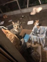 Lost Female Cat last seen Sw 3rd street , Sandalfoot Cove, FL 33428
