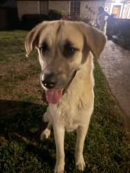 Found/Stray Male Dog last seen Arbor Vitae, Houston, TX 77092