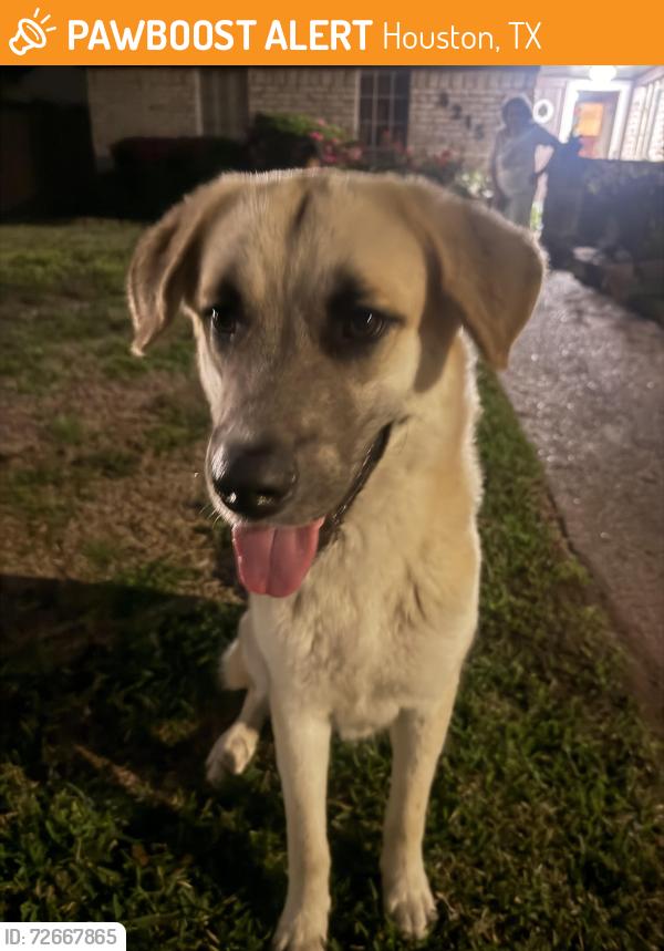 Found/Stray Male Dog last seen Arbor Vitae, Houston, TX 77092