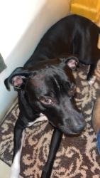 Lost Male Dog last seen Near Pineview circle, 39355, Quitman Ms, Quitman, MS 39355