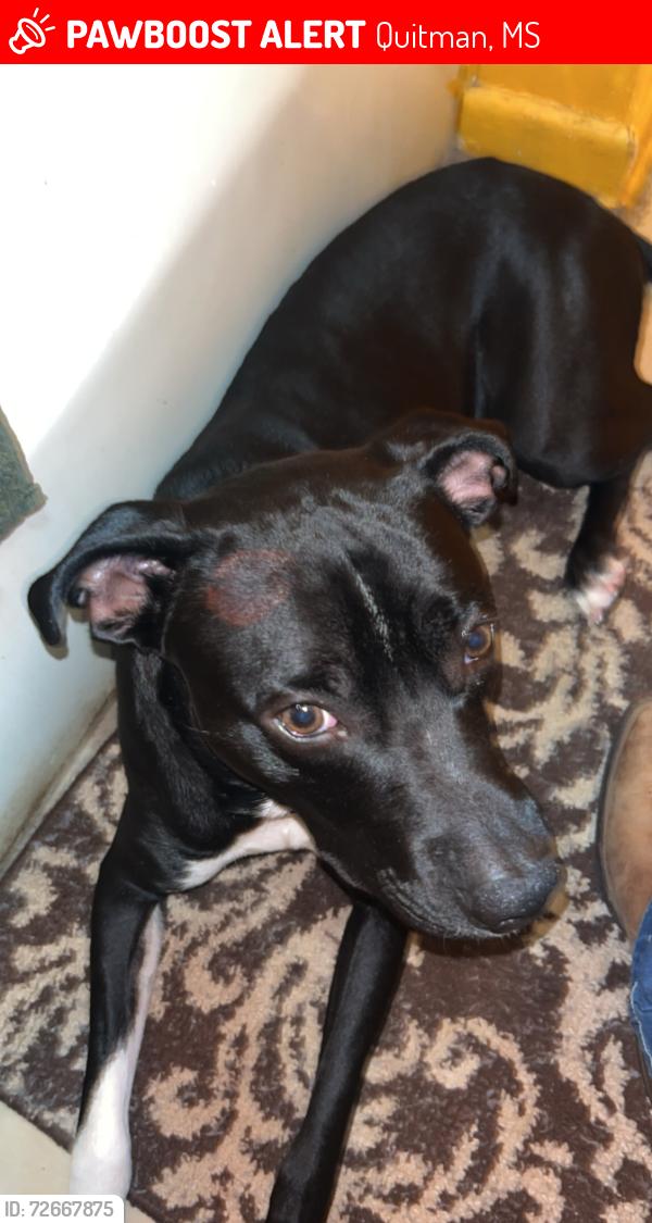 Lost Male Dog last seen Near Pineview circle, 39355, Quitman Ms, Quitman, MS 39355