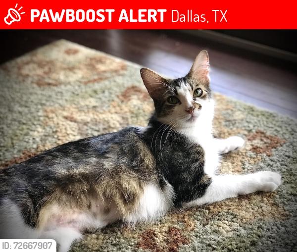 Lost Female Cat last seen Gladiolus and Fountainhead, Dallas, TX 75233