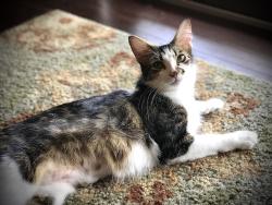 Lost Female Cat last seen Gladiolus and Fountainhead, Dallas, TX 75233