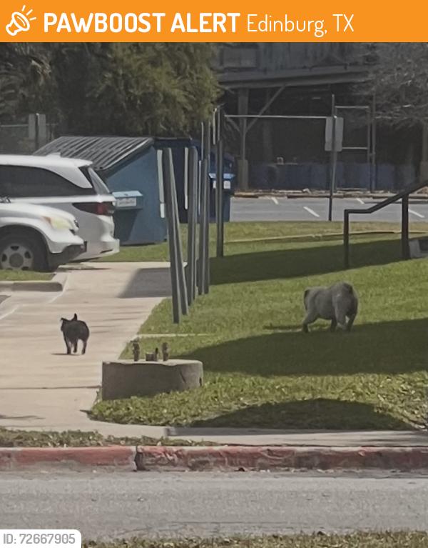 Found/Stray Unknown Dog last seen Ringgold and University, Edinburg, TX 78539
