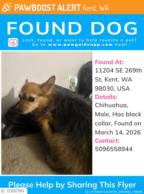 Found/Stray Male Dog last seen 268th st and 108th st. About half a mile from Saars super savors in kent, Kent, WA 98030