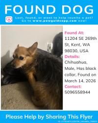 Found/Stray Male Dog last seen 268th st and 108th st. About half a mile from Saars super savors in kent, Kent, WA 98030