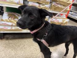 Found/Stray Unknown Dog last seen Barrett springs, St. Louis County, MO 63011