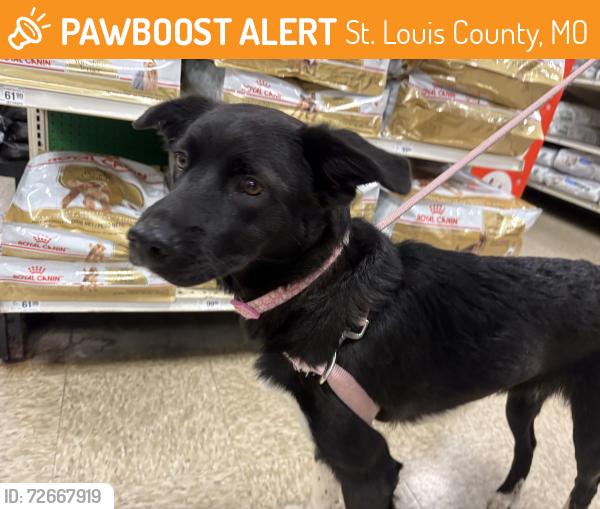 Found/Stray Unknown Dog last seen Barrett springs, St. Louis County, MO 63011