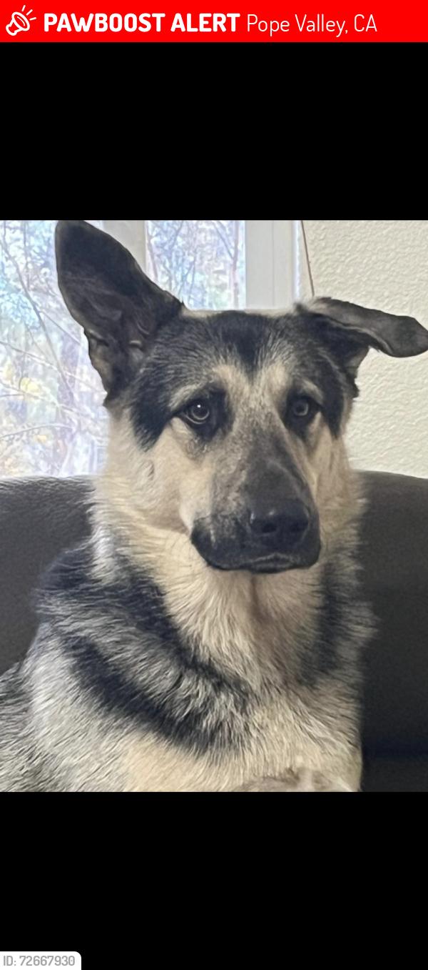 Lost Male Dog last seen Snell Vally rode, Pope Valley, CA 94574