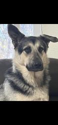 Lost Male Dog last seen Snell Vally rode, Pope Valley, CA 94574