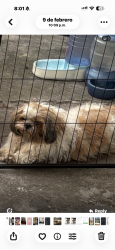 Lost Male Dog last seen Near nw 62 nd ave hialeah, Hialeah, FL 33012