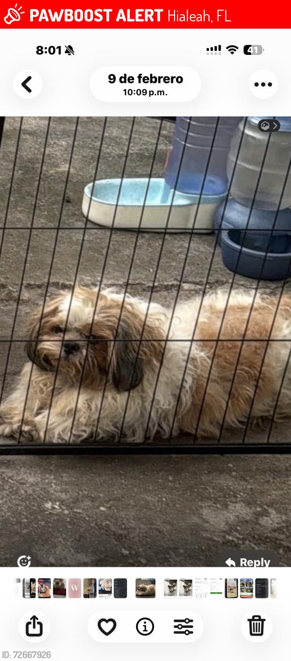 Lost Male Dog last seen Near nw 62 nd ave hialeah, Hialeah, FL 33012