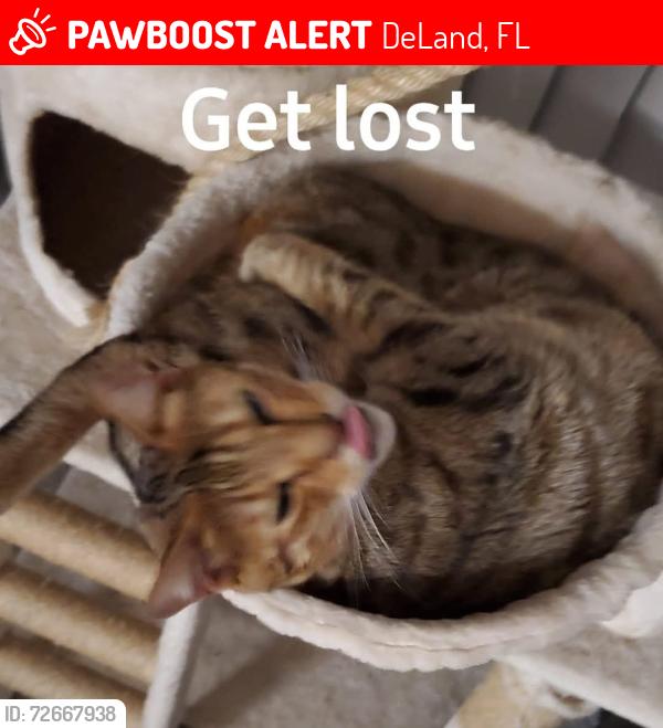 Lost Male Cat last seen Hurst ct deland fl, DeLand, FL 32724