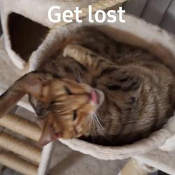 Lost Male Cat last seen Hurst ct deland fl, DeLand, FL 32724