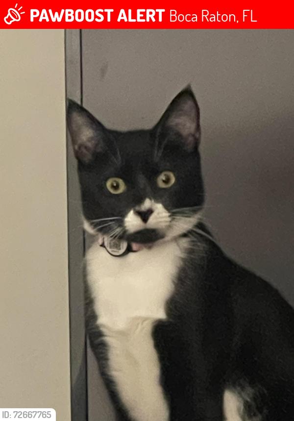 Lost Female Cat last seen Near SW 2nd Ave Boca Raton 33432, Boca Raton, FL 33432