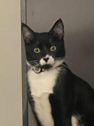 Lost Female Cat last seen Near SW 2nd Ave Boca Raton 33432, Boca Raton, FL 33432