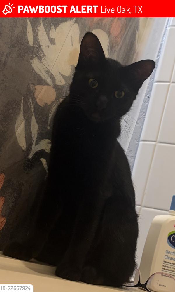 Lost Female Cat last seen Elmwood crest and Spearwood , Live Oak, TX 78233