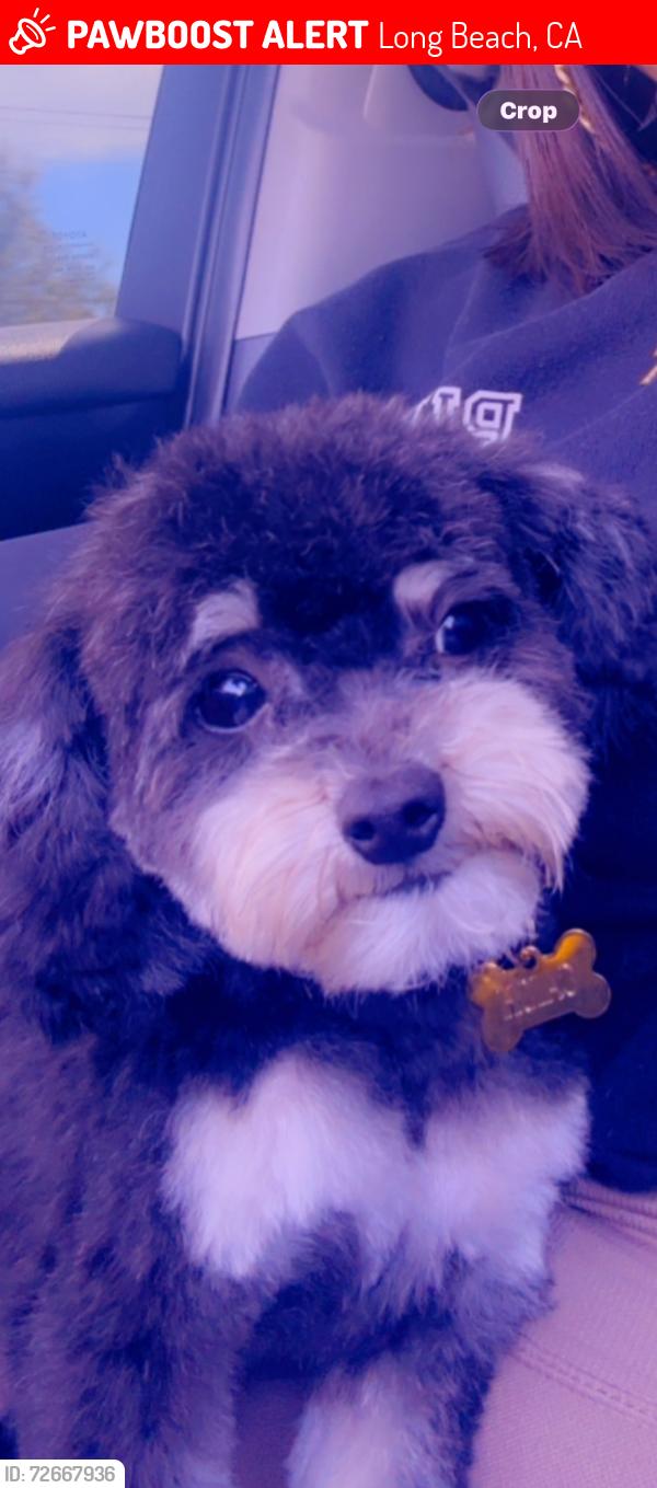 Lost Male Dog last seen Paramount Blvd & Candlewood St. , Long Beach, CA 90805