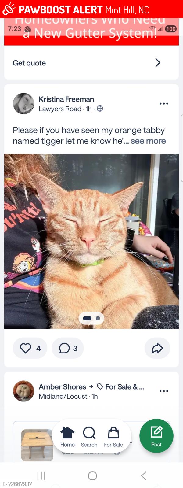 Lost Male Cat last seen Lawyers Road, Mint Hill, NC 28227