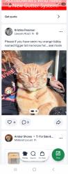 Lost Male Cat last seen Lawyers Road, Mint Hill, NC 28227