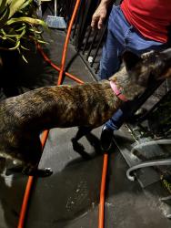 Found/Stray Female Dog last seen Near west, Hialeah, FL 33016